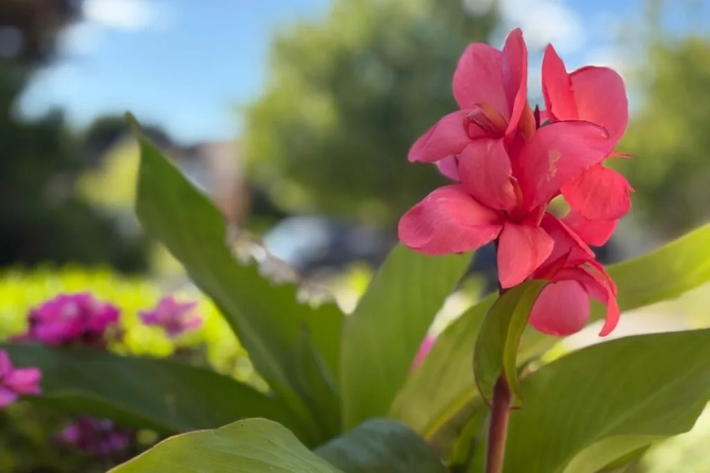 A pink Indian Shot flower with background blurred out as an example of how to take a good photo on iPhone using portrait mode.