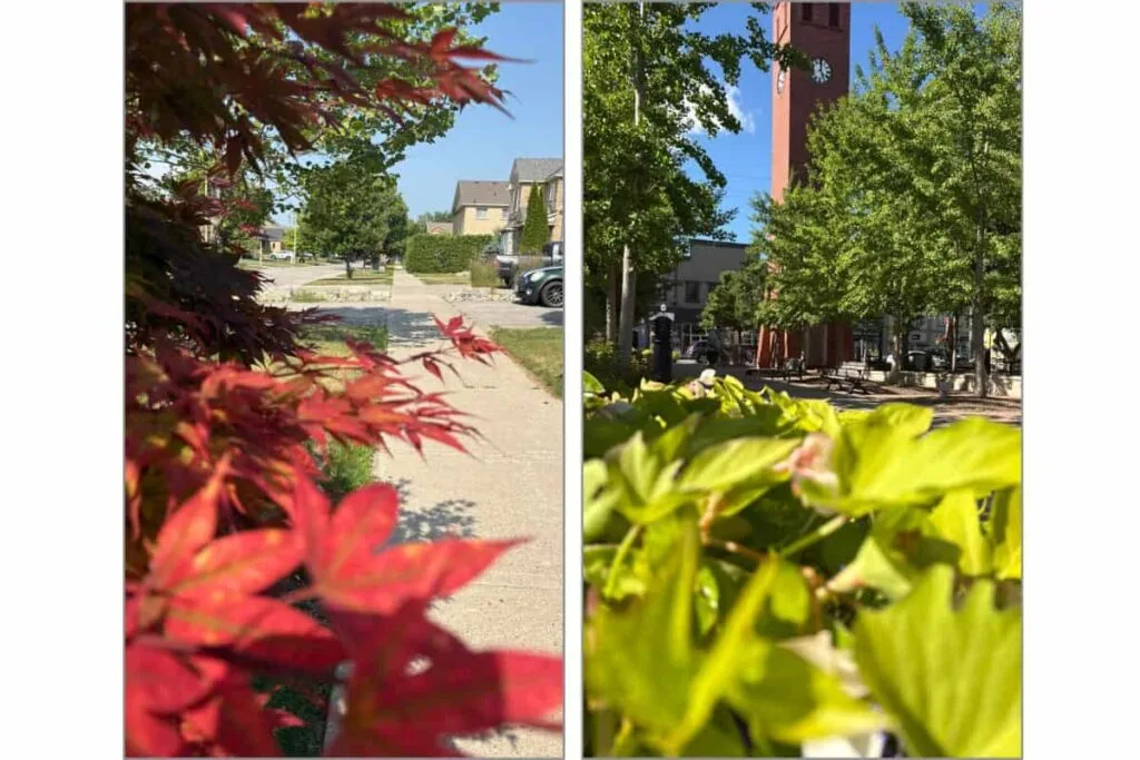 Two images of using AF/AE lock and changing the focus from close up to the distance as an example of how to take a good photo on iPhone.