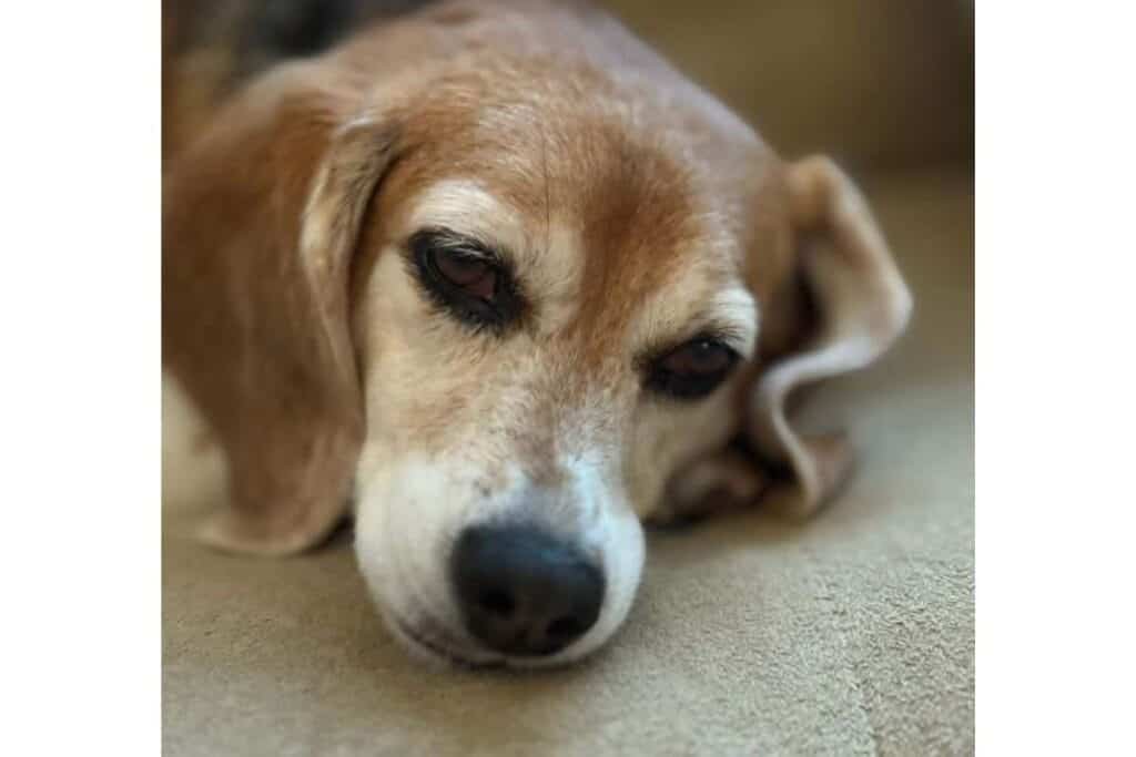 How to take a good photo on iPhone using Portrait Mode 4 (1) (1) Portrait mode photo of a beagle as an example of how to take a good photo on iphone.