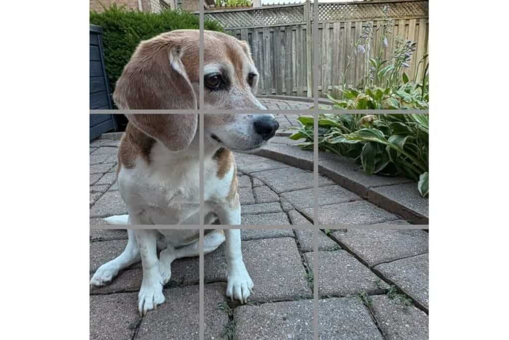 Photo with grid lines of a beagle in a yard as an example of how to take a good photo on iPhone using the grid.