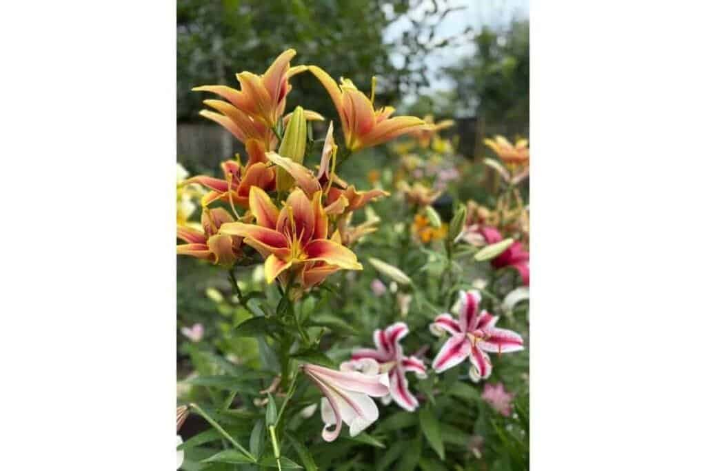 Portrait Mode (1) Field of Lily flowers as an example of how to take a good photo on iPhone using portrait mode.