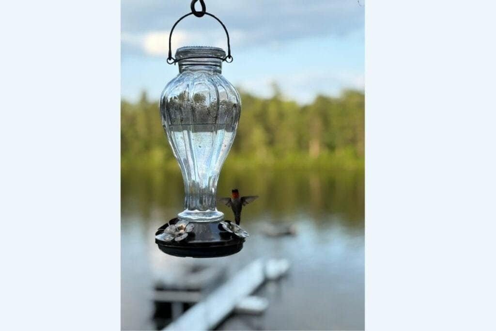 A hummingbird flying around a feeder as an example of how to take a good photo on iPhone using portrait mode.