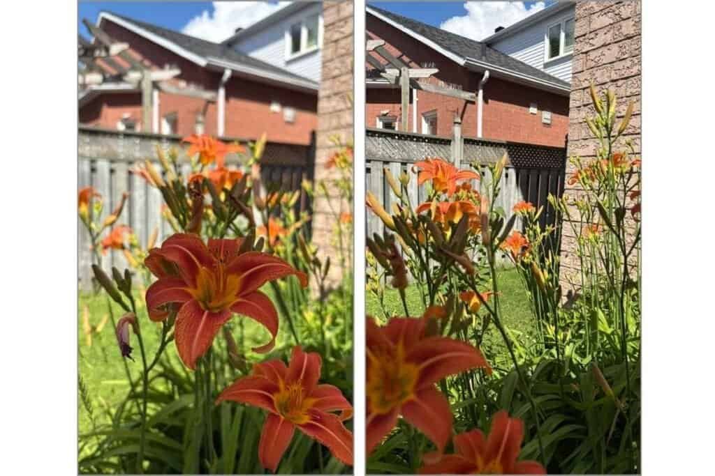 How to take a good photo on iPhone by flipping the focus1 Two photos of Tiger Lilies, one with the focus in the foreground and one with the focus in the background as an example of how to take a good photo on iPhone using AE/AF